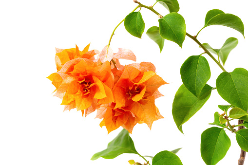 Orange  blooming Bougainvillea flower. Texture and background