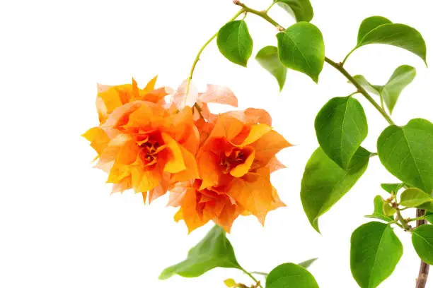 Photo of Orange  blooming Bougainvillea flower on white background.