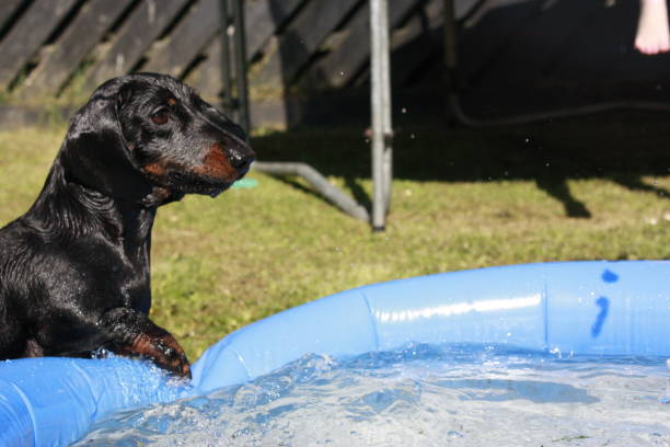 istock Miniature Dachshund Dog 1201238223