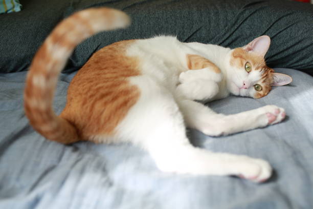 имбирь кошка играет свой хвост - looking up one animal looking at camera posing стоковые фото и изображения