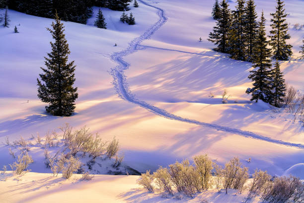 Animal Tracks in Snow in Nature.