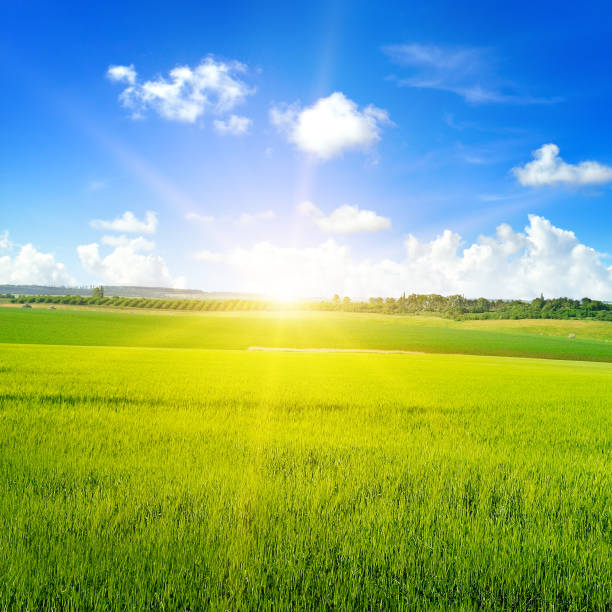 istock Green wheat field, sun rise and blue sky. 1201249778