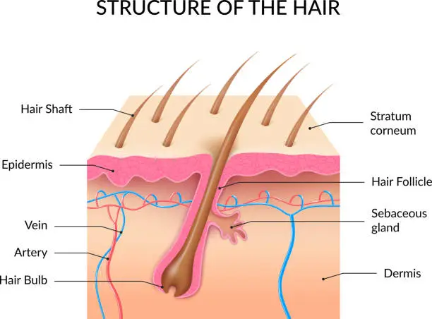 Vector illustration of realistic human hair anatomy