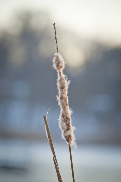Seeding cattail head in front of de-focused snowy background with bare trees in background.