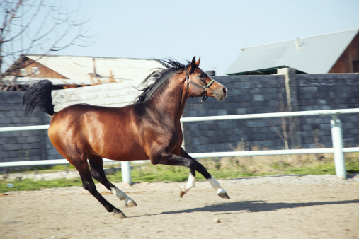 Brown horse running in enclosure. Natural color and light