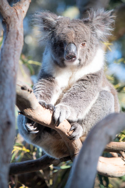 istock Nature and Wildlife.  Koala on tree  in Kangaroo Island. Australia 1201250422