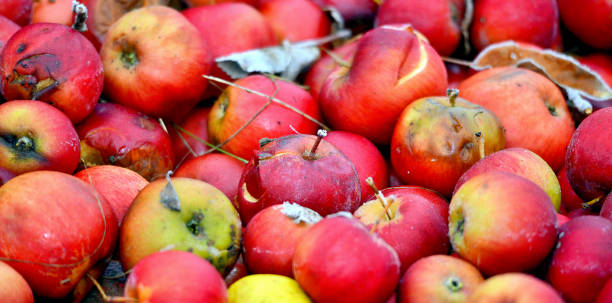 istock frozen industrial apples in a crate 1201250595