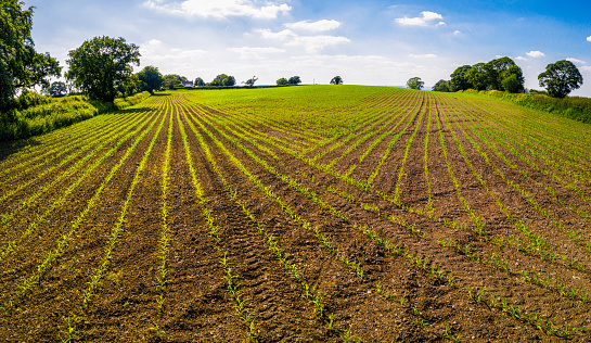 A panoramic view of new growth in an English field that has recently been drilled with seed.