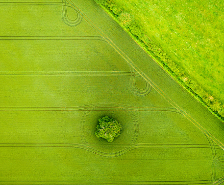 An aerial view of a cultivated field in England, with a pattern made by farm vehicle tracks, which circle a large tree in the field.