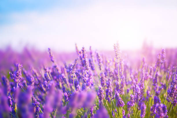 istock Lavender flowers in the morning sunlight. 1201252001