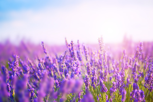 Lavender flowers in the morning sunlight. Provence, France. Macro image, shallow depth of field