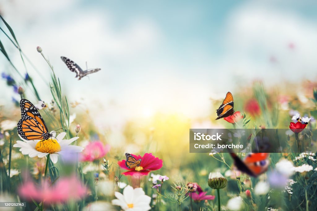 Summer Meadow With Butterflies Summer garden full of colorful flowers and butterflies flying around. Flower Stock Photo