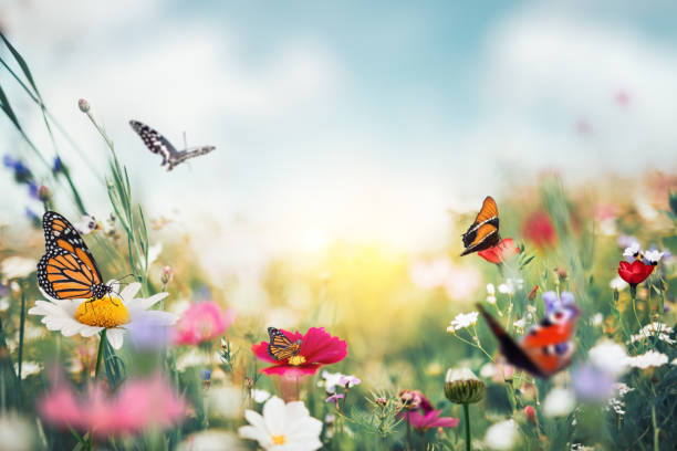 Summer garden full of colorful flowers and butterflies flying around.
