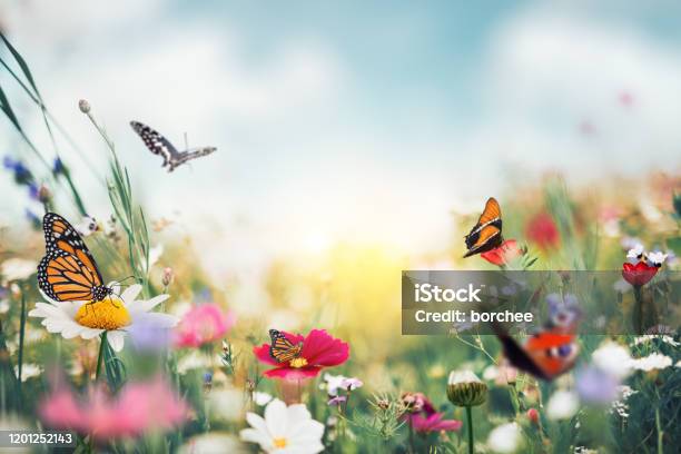 Summer Meadow With Butterflies Stock Photo - Download Image Now - Flower, Springtime, Backgrounds