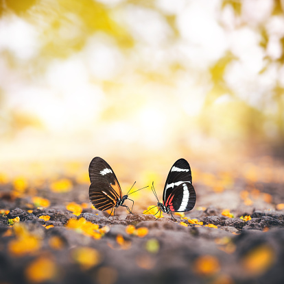 Close-up of two butterflies walking on the ground. Yellow petals are falling from the trees.