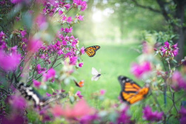 Photo of Butterfly Garden