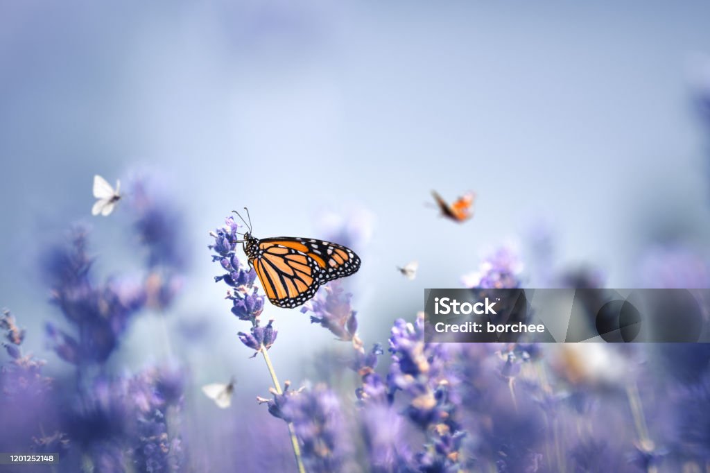 Schmetterlinge - Lizenzfrei Blume Stock-Foto