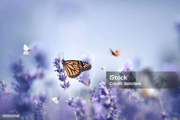 Schmetterlinge Stockfoto und mehr Bilder von Blume - Blume, Schmetterling, Natur
