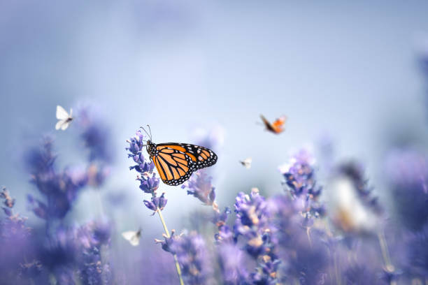 Butterflies Colorful butterflies in lavender field. lavender stock pictures, royalty-free photos & images