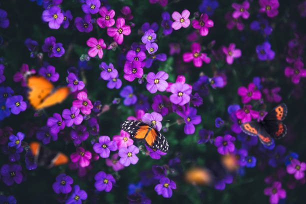 mariposas en las flores - lilac bush nature flower bed fotografías e imágenes de stock