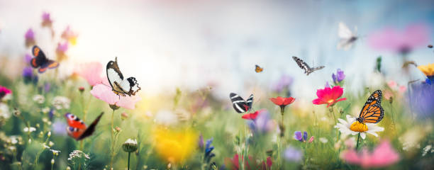 красочный летний луг - flower head sky daisy flower стоковые фото и изображения