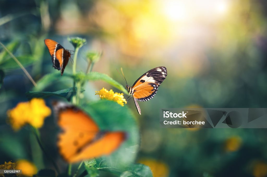 Garden With Butterflies Close-up of orange butterflies in summer garden. Butterfly - Insect Stock Photo