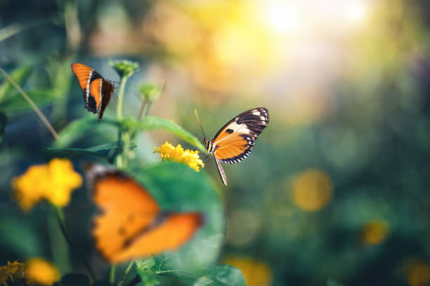 Garden With Butterflies Close-up of orange butterflies in summer garden. butterfly insect stock pictures, royalty-free photos & images