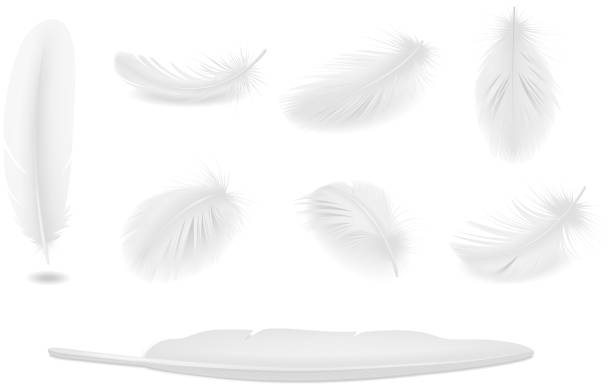 white feathers set realistic White clean bird feathers realistic set isolated vector illustration catwalk fashion show fashion swimwear stock illustrations