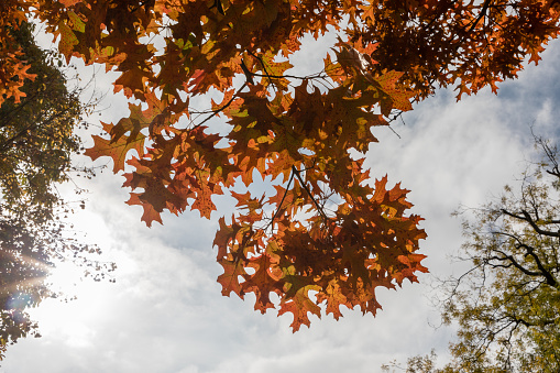 Autumn Landscape - Blue Skies with Colorful Trees