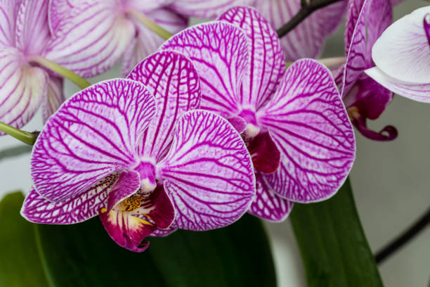 istock Beautiful purple orchid flowers isolated 1201253217