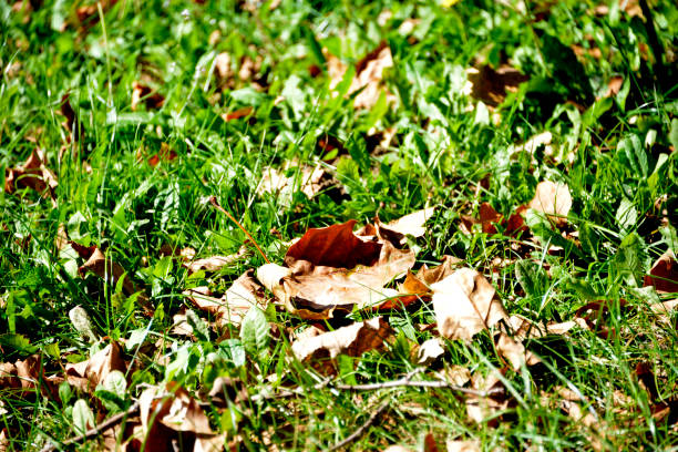 Autumn scenes in the city