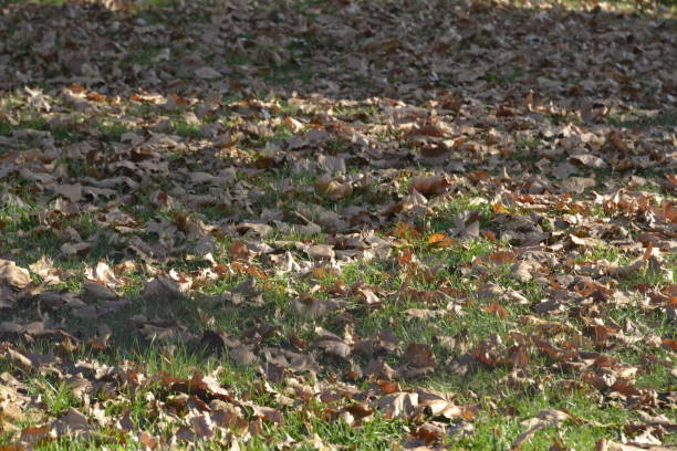 High angle view of ground covered with many fallen dry leaves.
