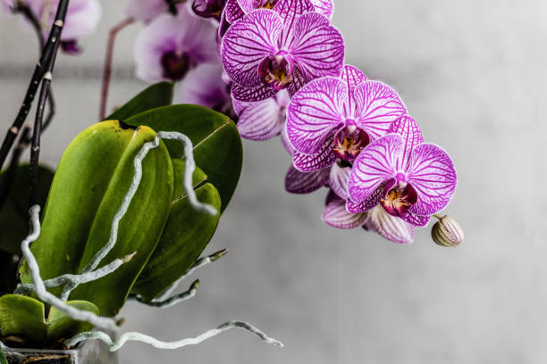 istock Beautiful purple orchid flowers isolated 1201253307