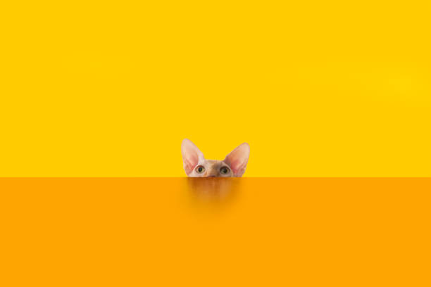 istock Sphinx cat behind the orange color desk 1201253676