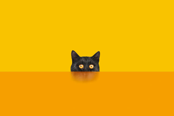 Black cat looking behind the orange color desk.