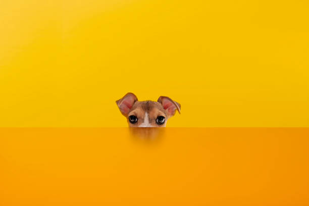 istock jack russell terrier looking behind the orange color desk 1201253687