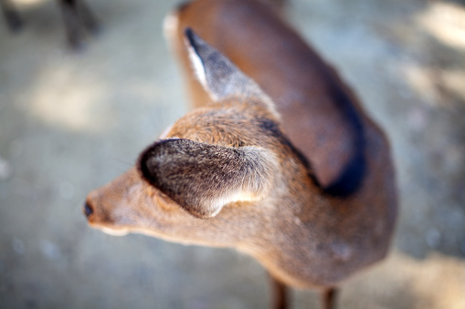 Close-up photography of a deer from the side with focus on the head and the ear