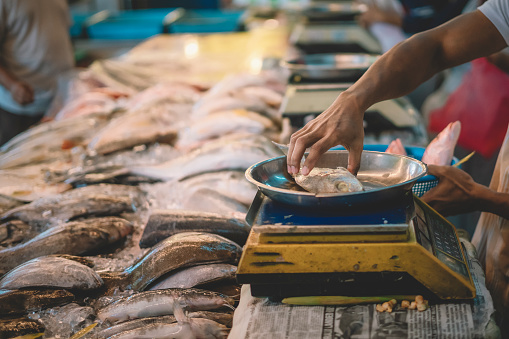 an asian malay fish seller weighing the fish which selected by his customer for the price