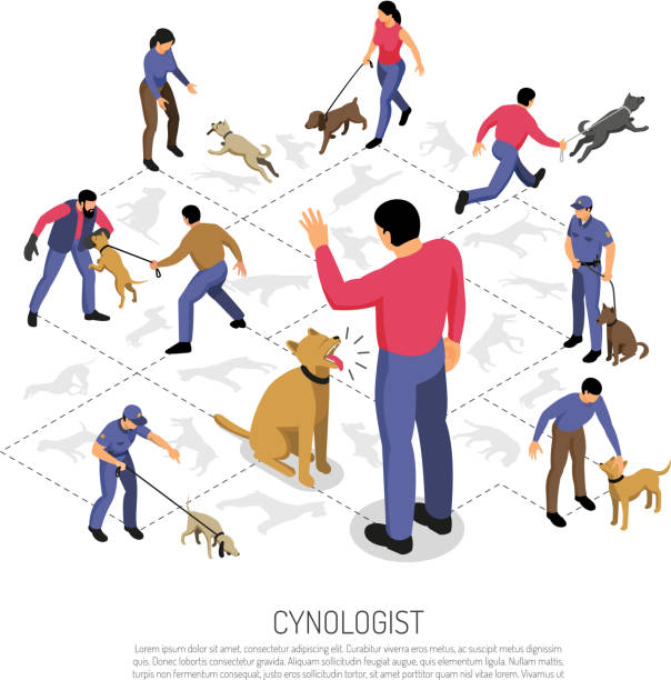 isometric cynologist composition Cynologyst dog training isometric infographic composition with police service specific tasks commands responding isometric design vector illustration agile workflow stock illustrations