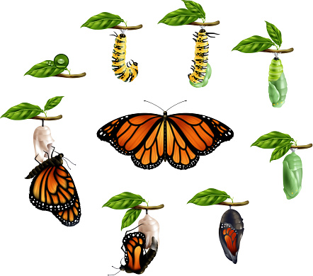 Life cycle of butterfly realistic icons set of caterpillar larva pupa imago phases vector illustration
