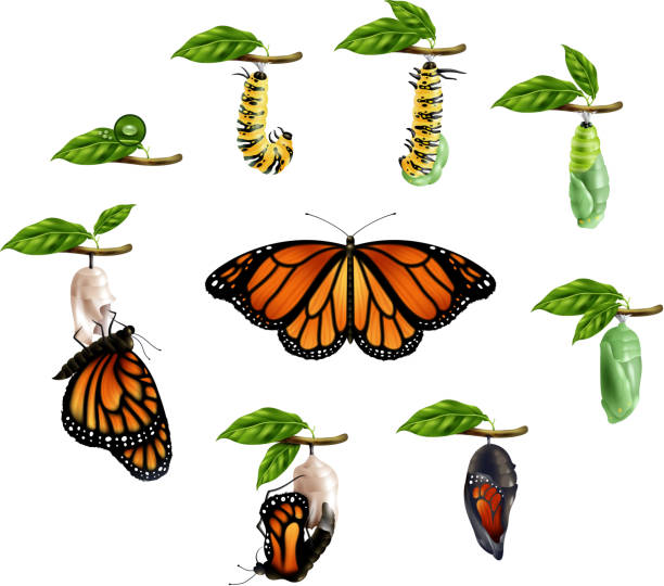 realistic life cycle butterfly Life cycle of butterfly realistic icons set of caterpillar larva pupa imago phases vector illustration pupa stock illustrations