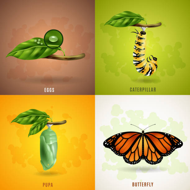 ilustrações, clipart, desenhos animados e ícones de conceito de design borboleta - service pest insect fly