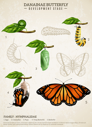 Entomology realistic poster presenting development stages of danainae butterfly belonging to nymphalidae family vector illustration
