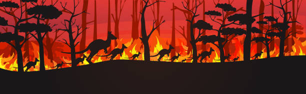 Silhouettes Of Kangaroos Running From Forest Fires In Australia Animals  Dying In Wildfire Bushfire Burning Trees Natural Disaster Concept Intense  Orange Flames Horizontal Stock Illustration - Download Image Now - iStock