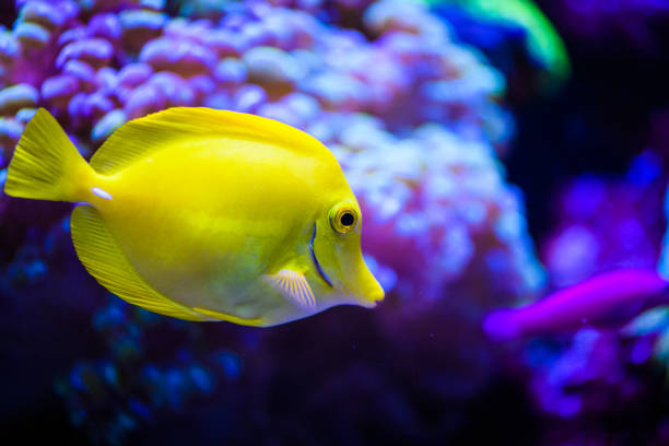 istock Wonderful and beautiful underwater world with corals and tropical fish. 1201256966