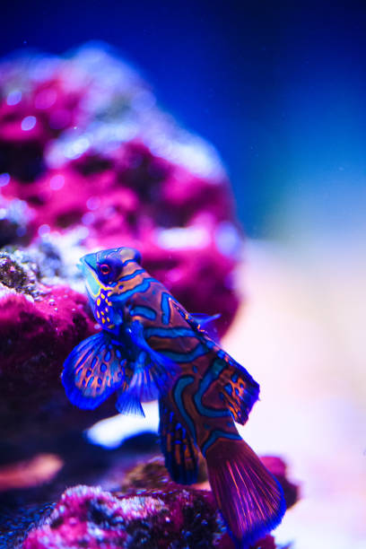istock Wonderful and beautiful underwater world with corals and tropical fish. 1201256998