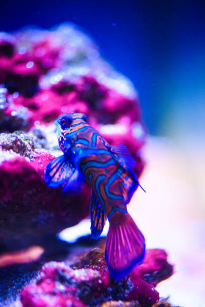 istock Wonderful and beautiful underwater world with corals and tropical fish. 1201257014