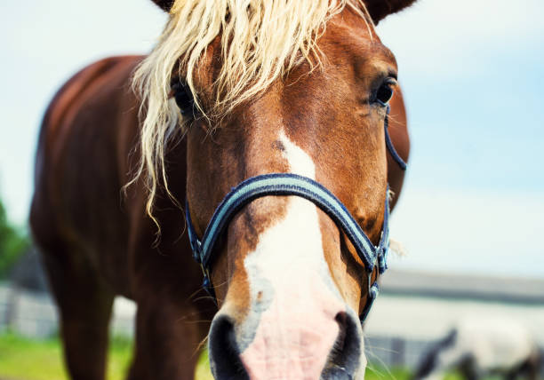 istock Beautiful red horse with long mane 1201257018