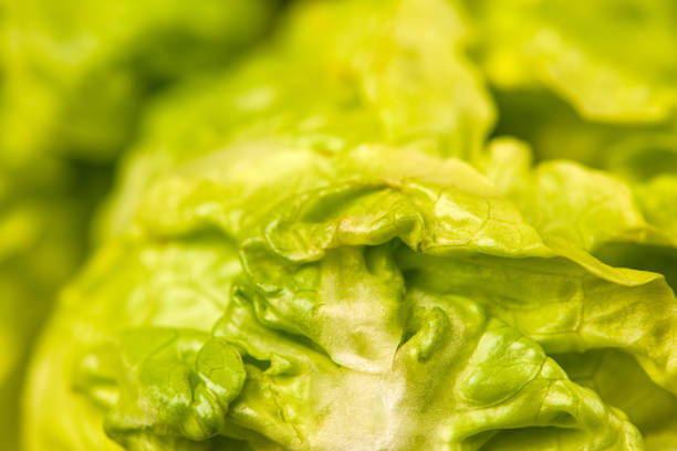 Fresh green salad isolated on black background