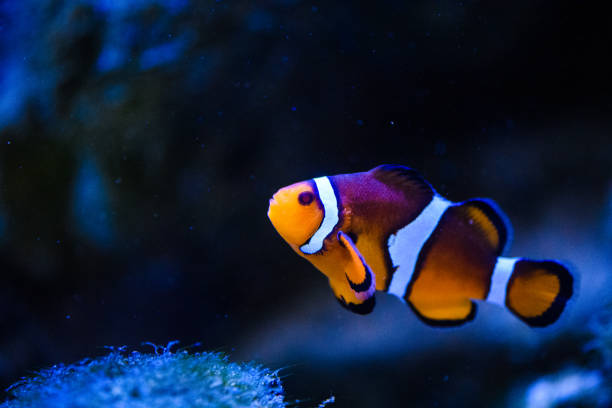 istock Wonderful and beautiful underwater world with corals and tropical fish. 1201257107